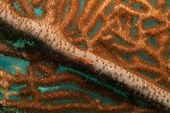 Bryaninops