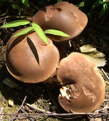 Tylopilus badiceps
