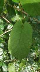 Hoya