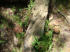 Tylopilus badiceps