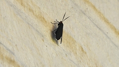Ctenucha rubriceps