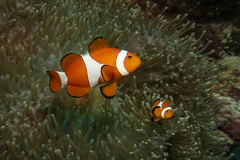 Amphiprion ocellaris