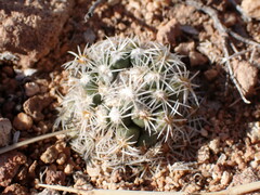 Pediocactus bradyi