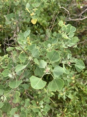 Chenopodium oahuense