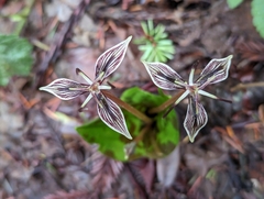 Scoliopus bigelovii
