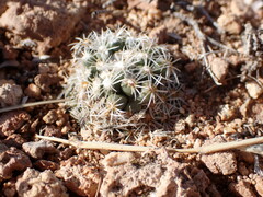 Pediocactus bradyi