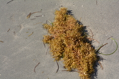 Sargassum fluitans