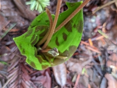 Scoliopus bigelovii