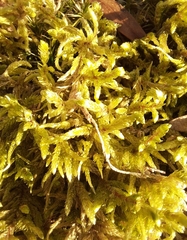 Pleurozium schreberi