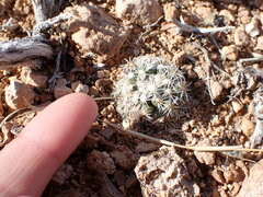 Pediocactus bradyi