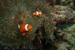 Amphiprion ocellaris