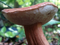 Tylopilus badiceps