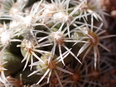 Pediocactus bradyi