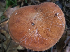 Tylopilus badiceps