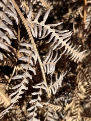 Pteridium aquilinum wightianum