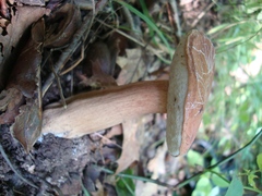 Tylopilus badiceps