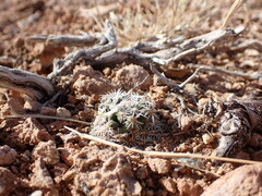 Pediocactus bradyi