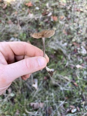 Entoloma vernum