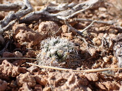 Pediocactus bradyi