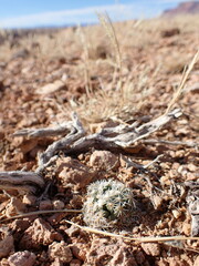 Pediocactus bradyi