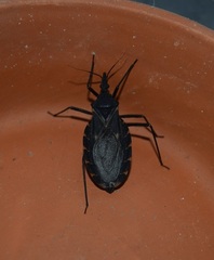 Triatoma
