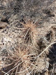 Grusonia kunzei