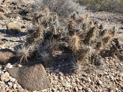 Grusonia kunzei