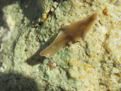 Enchiridium