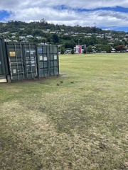 Oryctolagus cuniculus cuniculus