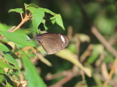 Euploea tulliolus