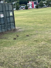 Oryctolagus cuniculus cuniculus