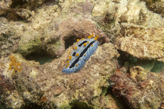Phyllidia coelestis