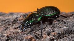 Megadromus antarcticus