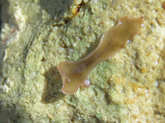 Enchiridium