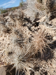 Grusonia kunzei