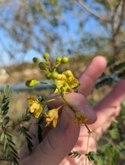 Erythrostemon pannosus