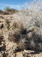 Grusonia kunzei