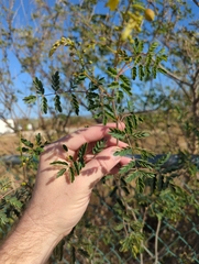 Erythrostemon pannosus