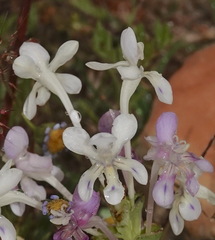 Lapeirousia pyramidalis pyramidalis