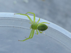 Diaea