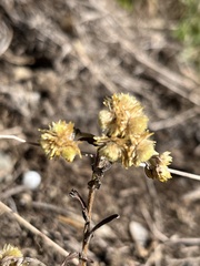 Pseudognaphalium affine