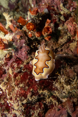 Goniobranchus coi