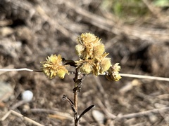 Pseudognaphalium affine