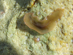 Enchiridium