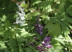 Corydalis cava