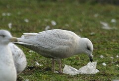 Larus glaucoides