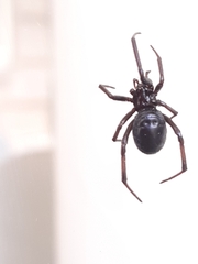 Steatoda capensis