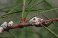 Ceroplastes sinensis