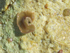Enchiridium