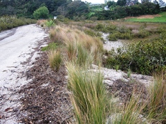 Austrostipa stipoides